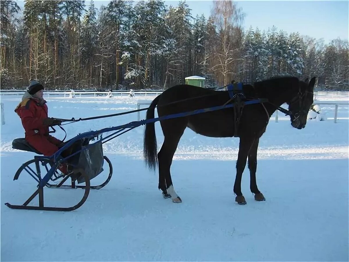 Катание в санях, запряженных лошадью по зимнему лесу — Video