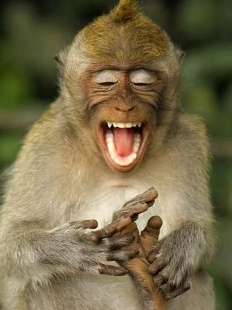 Искренне Ваш, Гамадрил!