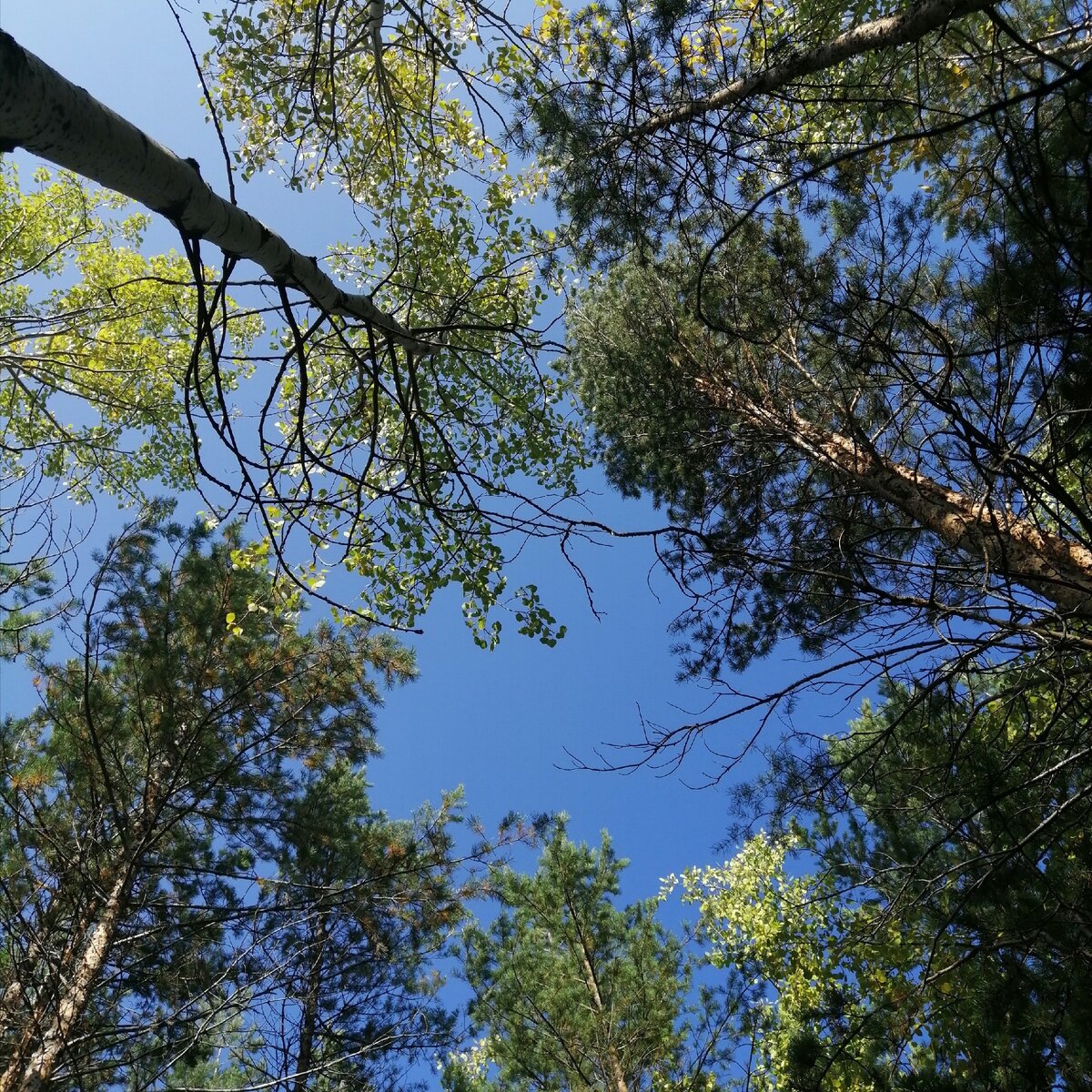 Кадр сделан в лесочке возле моей работы. 