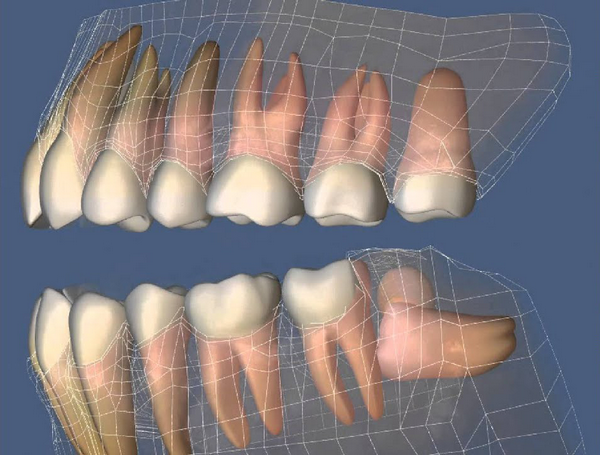 Жевательные зубы имеют по 3 корня