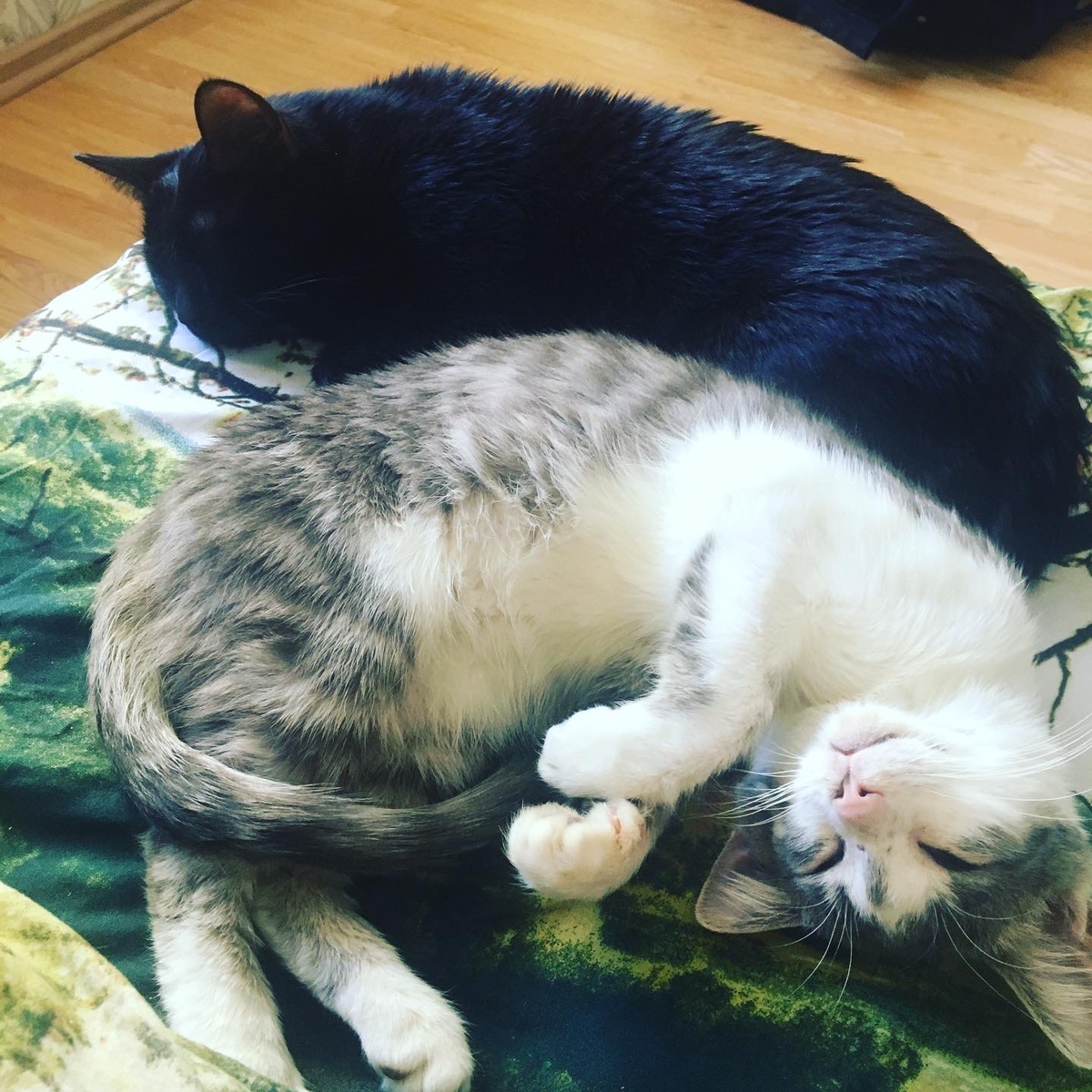 Жизнь кота дома