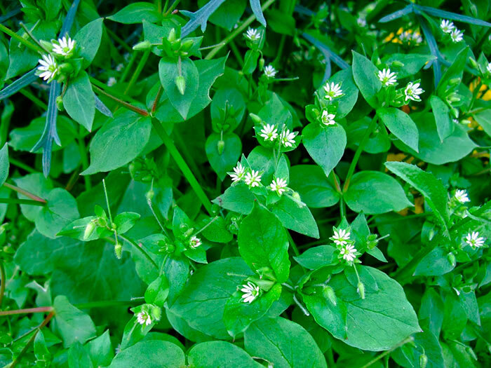 Всегда думала, что обычная трава, оказалось - полезная. 