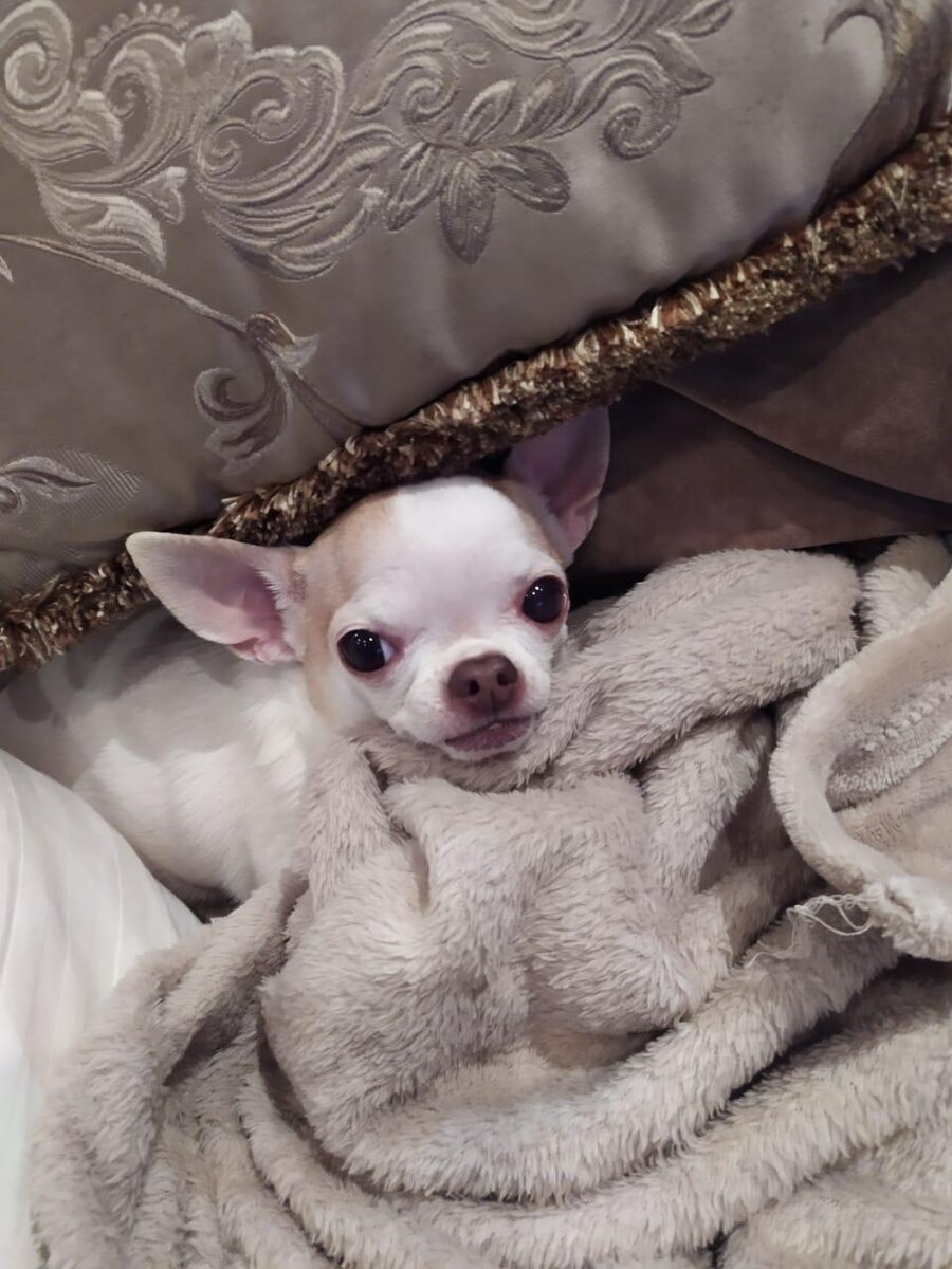 Той-терьер Соня. Предпочитает не гулять, но не все могут быть как Соня. 