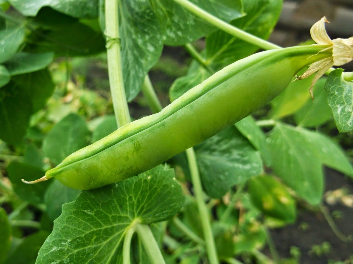 семейство мотыльковые фасоль. сообщение о горохе. горох строение растения. горох посевной плод. горох относится к растениям.