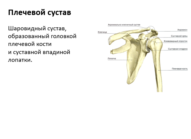 ЛФК при плечелопаточном периартрите