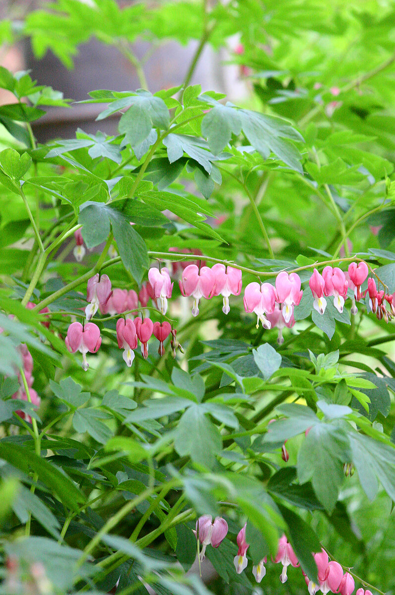 По моим наблюдениям дицентра очень живо реагирует на изменение условий произрастания. Так, один и тот же куст в разные годы бывает более высокий или более низкий