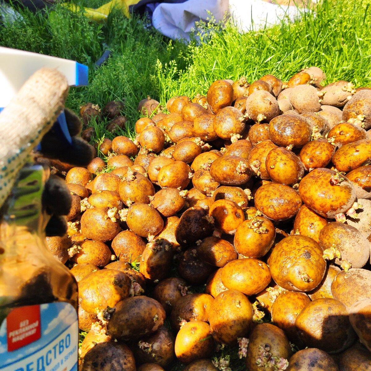 Семенной картофель
