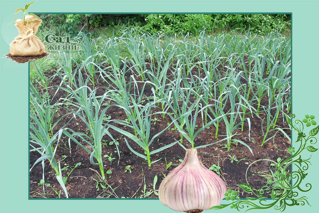 Чеснок в июне
