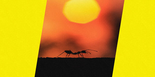 Пока солнце ещё не село за горизонт - шансов выжить больше.