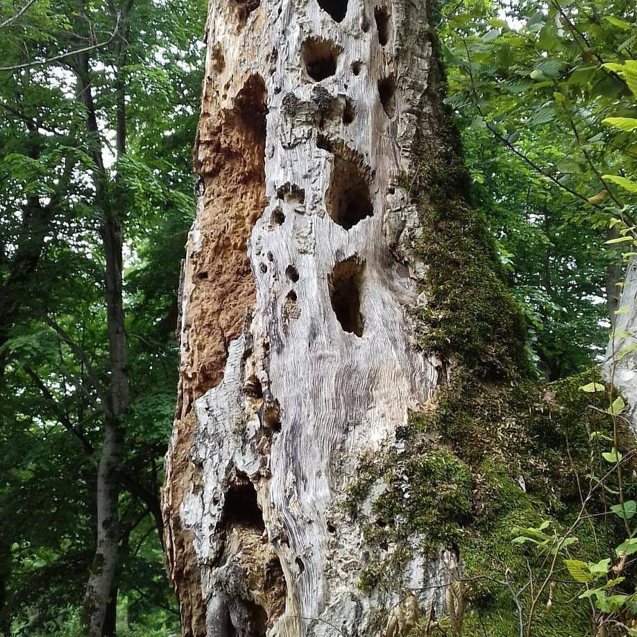 Мир флоры богат на уникальные эндемики