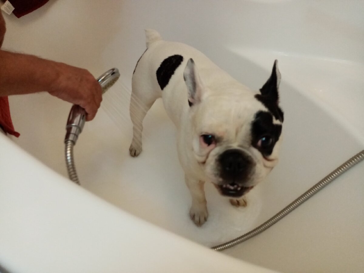 Степа принимает прохладный душ