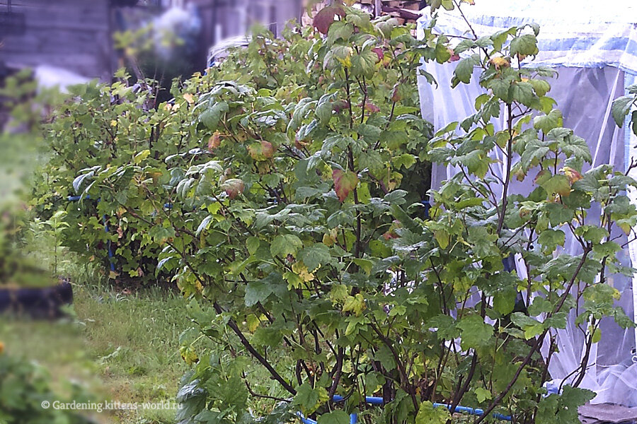 Смородина после отдачи урожая выглядит истощенным и больным растением