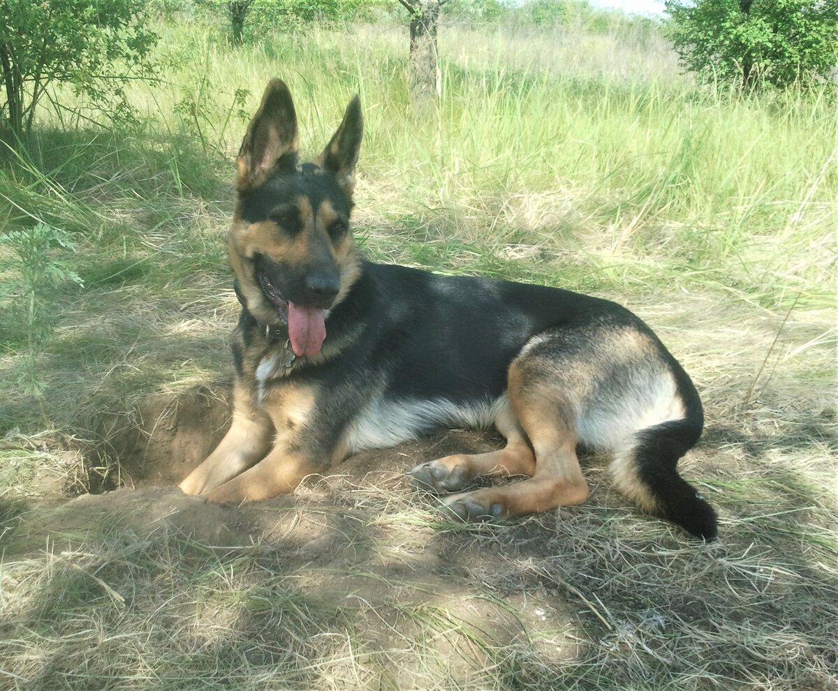 Кейси, год и 10 месяцев