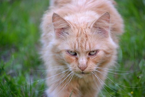 Перс был самый злой и сильный кот на районе. От него шарахались не только коты, но люди старательно обходили его стороной.
