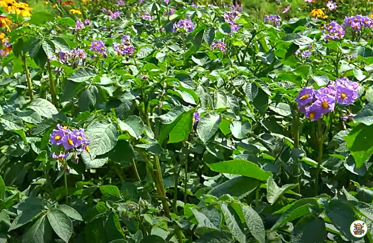 Цветение картофеля