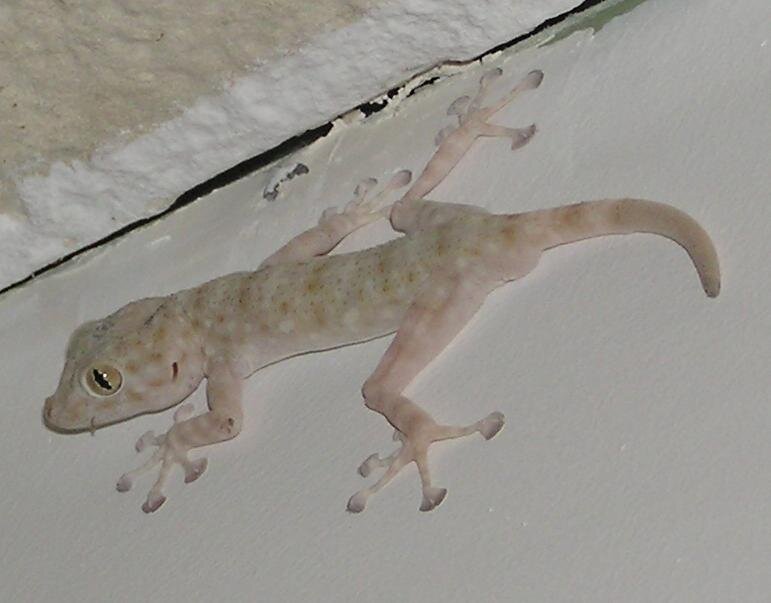 это он, это геккон. виновник торжества)))