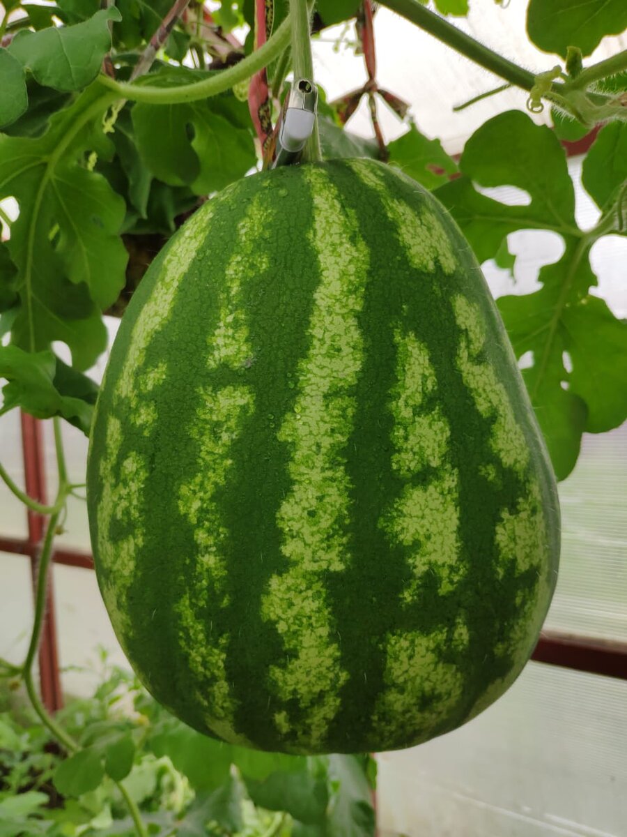 Арбузик в теплице 