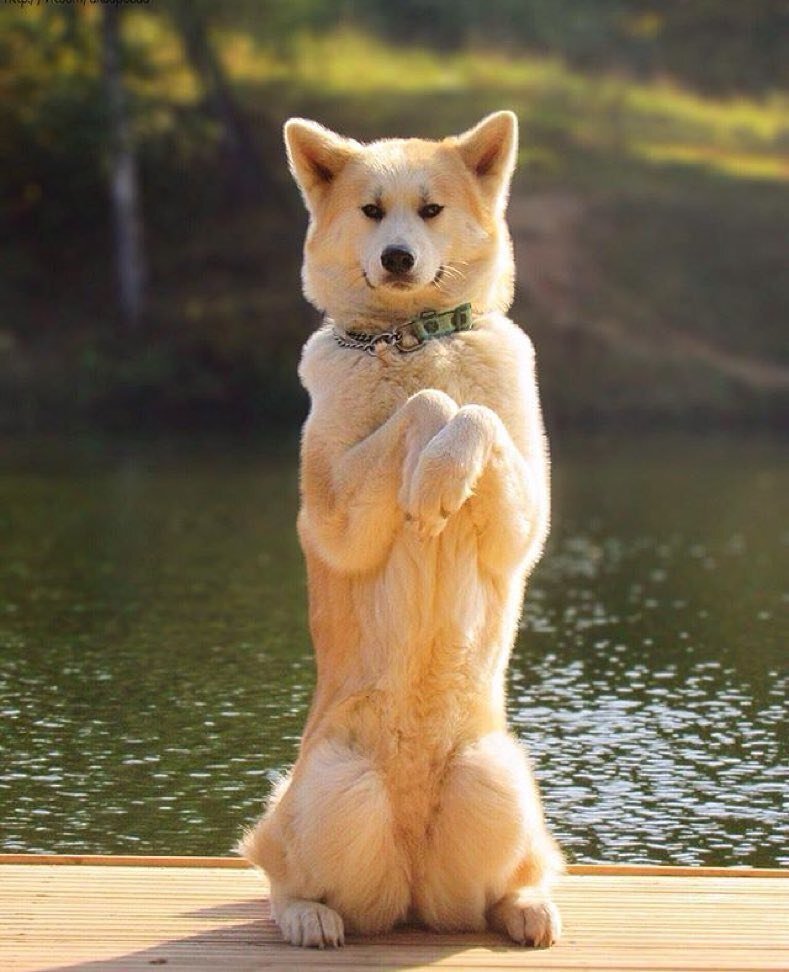 Иногда собаки вообще знают эту команду от природы - наверное, понимают, что очаровательной собачке, сидящей на задних лапах, обязательно перепадет какая-нибудь вкусняшка. 
