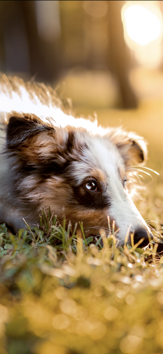 Золотой час