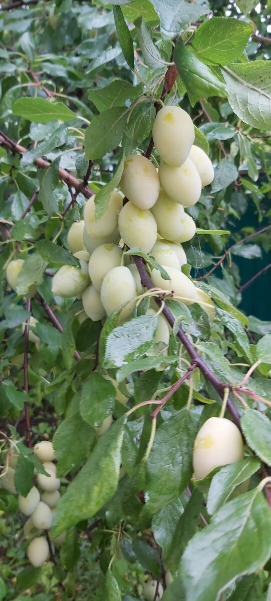 Вот такой урожай получил