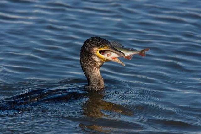Баклан-рыбак