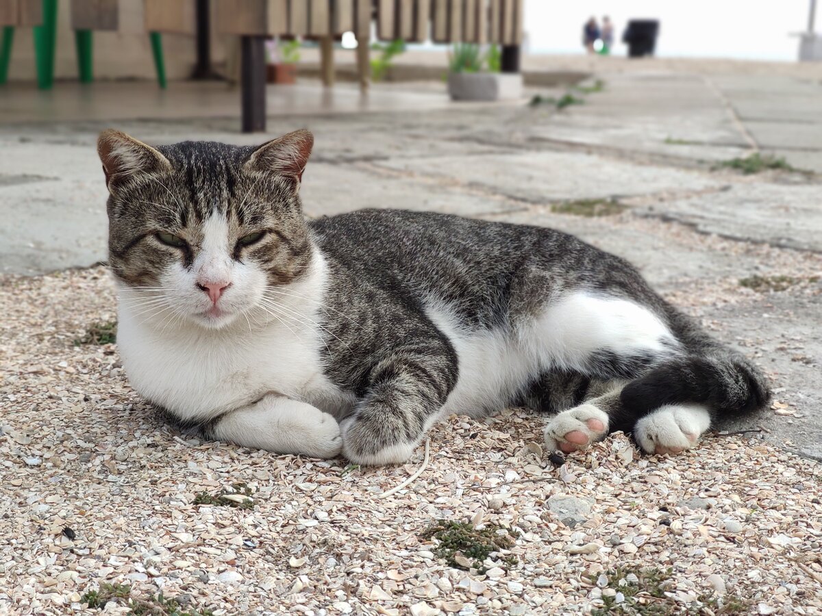 Кошек и собак в Должанке очень много. Придется отговаривать ребенка взять кису домой. Сентябрь 2020.