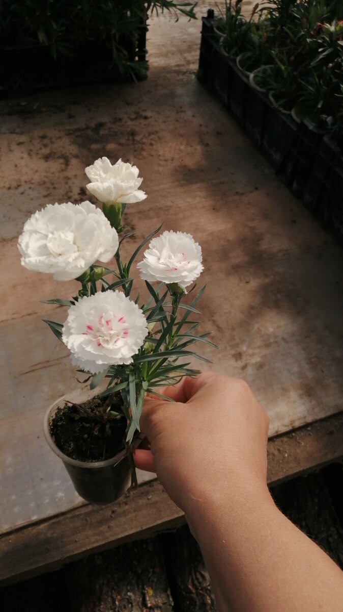 Гвоздика садовая Белая