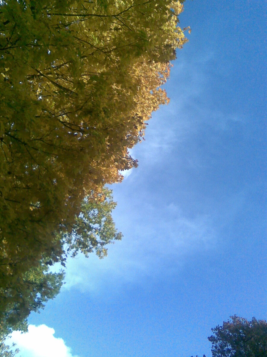 Осень. Небо. Листва. Жизнь. г. Саранск.