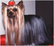 Йоркширский терьер энергичный, дерзкий и властный, но при этом ласковый. Считается хорошей квартирной собакой, но может быть упрямой при домашнем обучении.