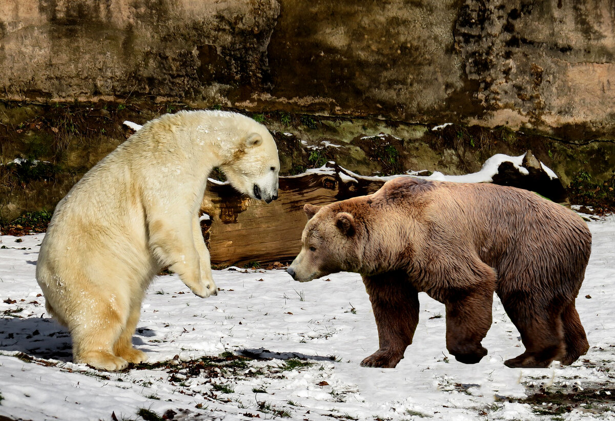 Белый медведь против