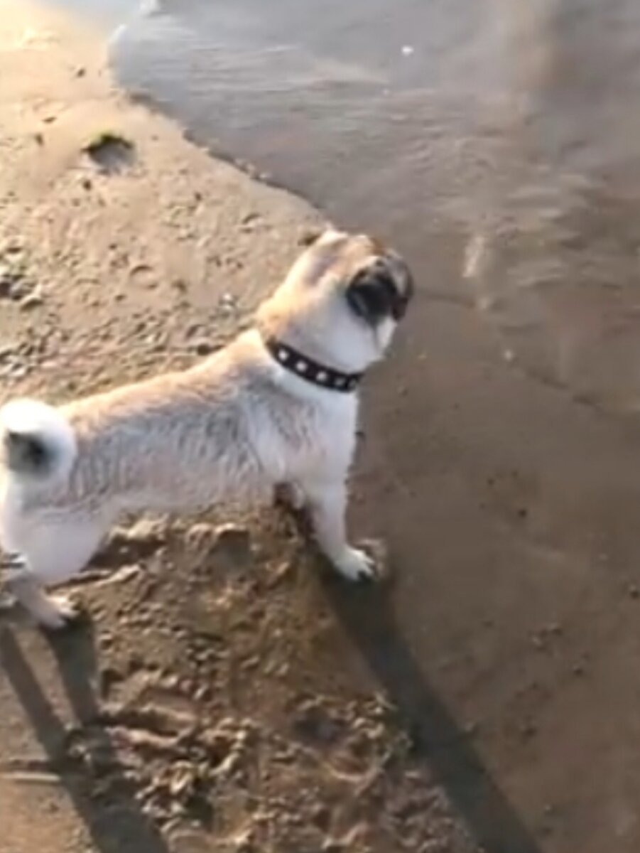 Мопс Рикс.Личный архив.