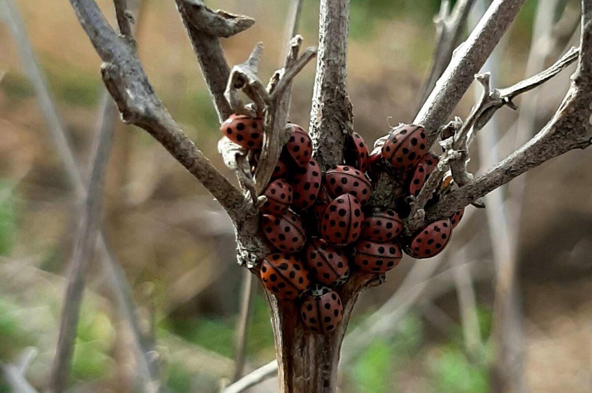 Коллективное собрание божьих коровок. 