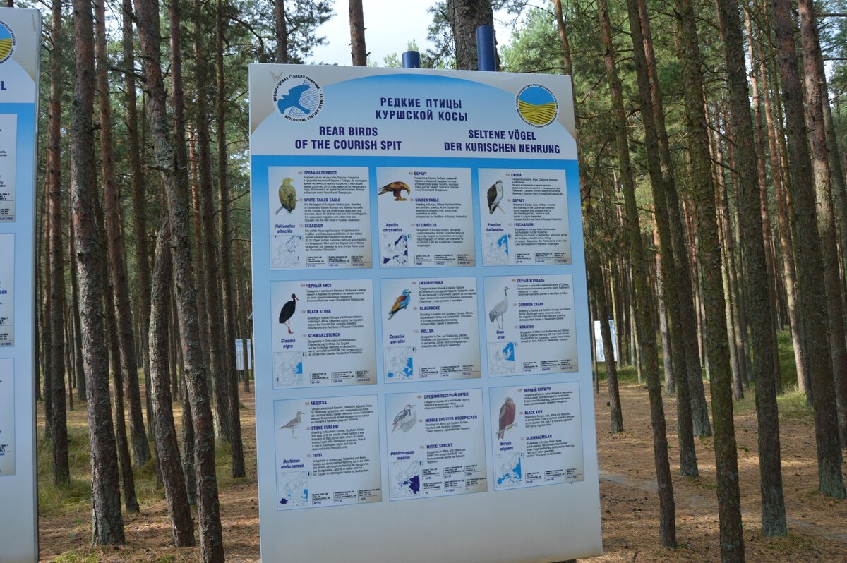 Редкие птицы.