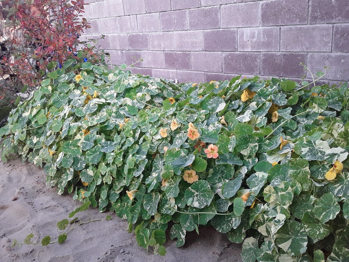 Но настурция справилась быстрее