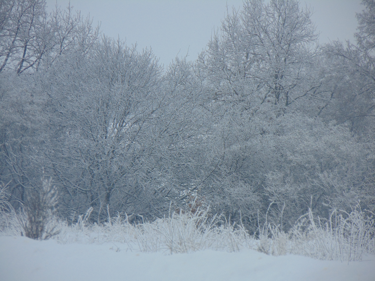 фото из архива автора (во бору брусника)
