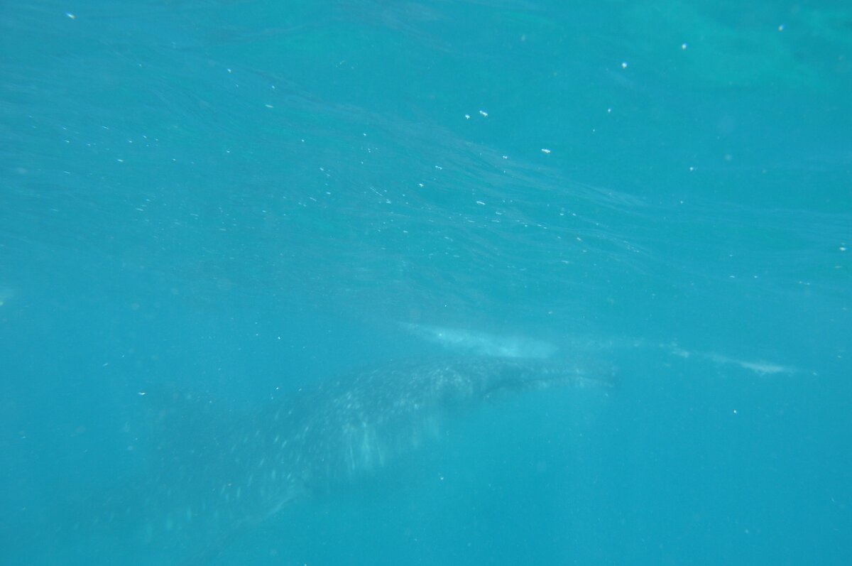 фото оригинальное и  снято лично нами! Тут на фото акула. Фото судна выгружать нельзя по некоторым причинам.