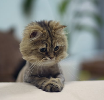 Задумчивый котик