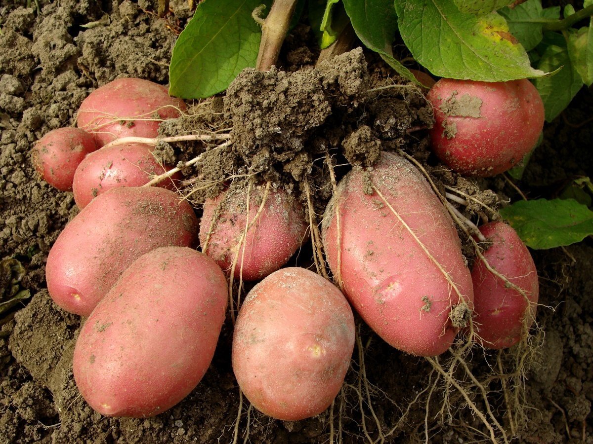 Сроки и способы посадки картофеля.