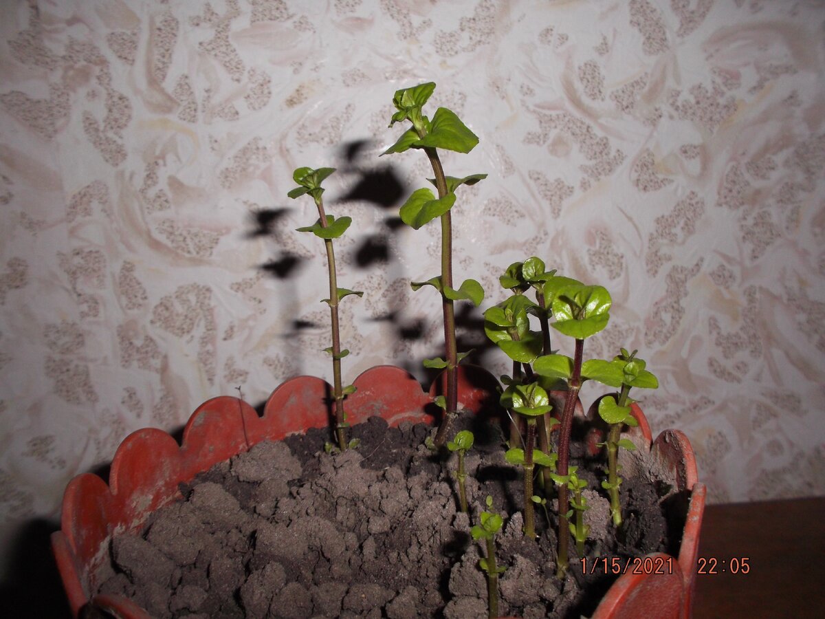 Мята в цветочном горшке зимой