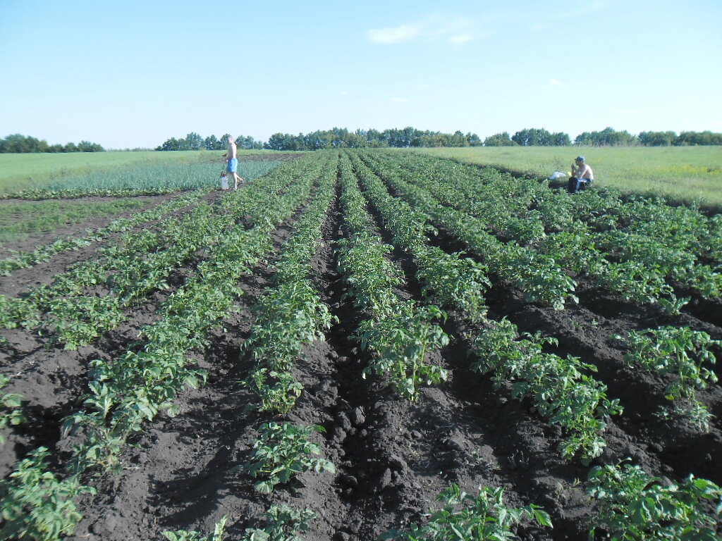 Когда деревья были маленькими, а мы молодыми, держали такие огороды в поле