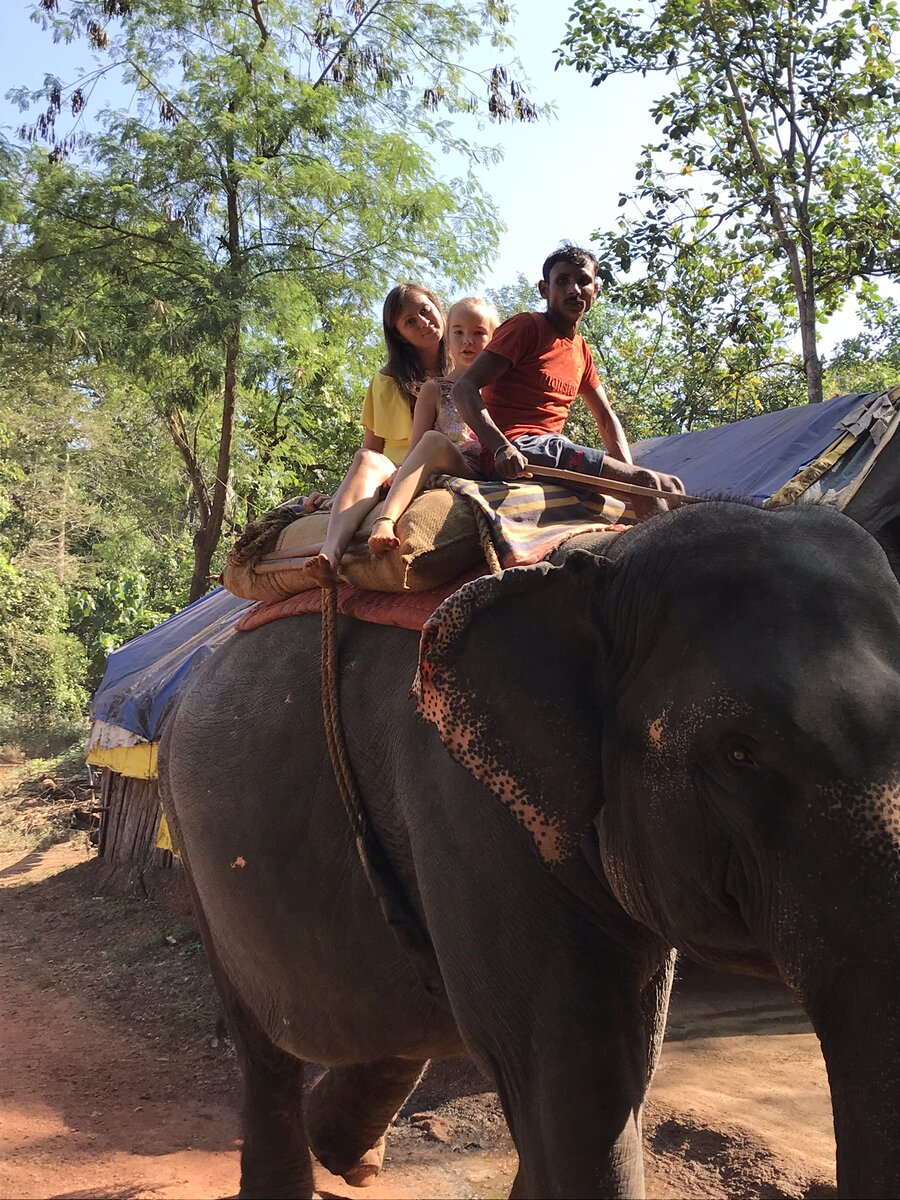 Индийские слоны, считаются самыми большими в мире.