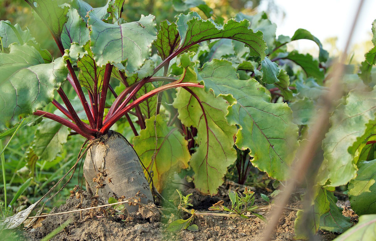 © Фото: ИД «Волгоградская правда» / архив.