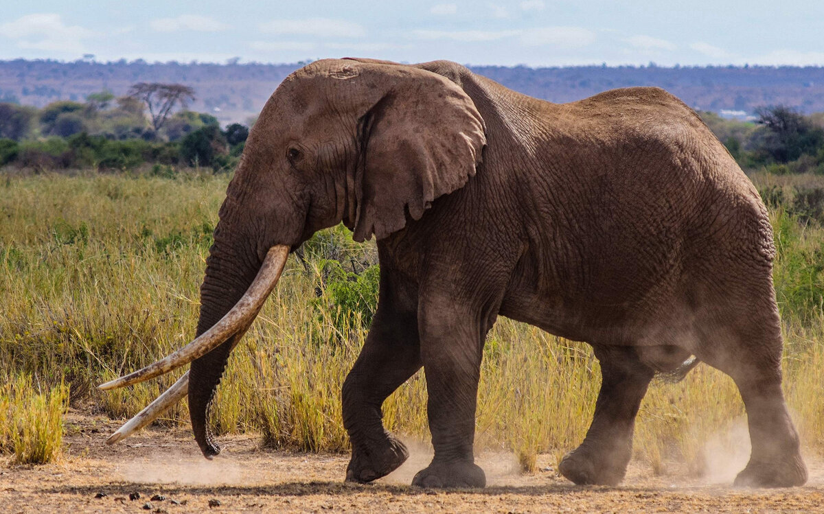 Бивни африканского слона
