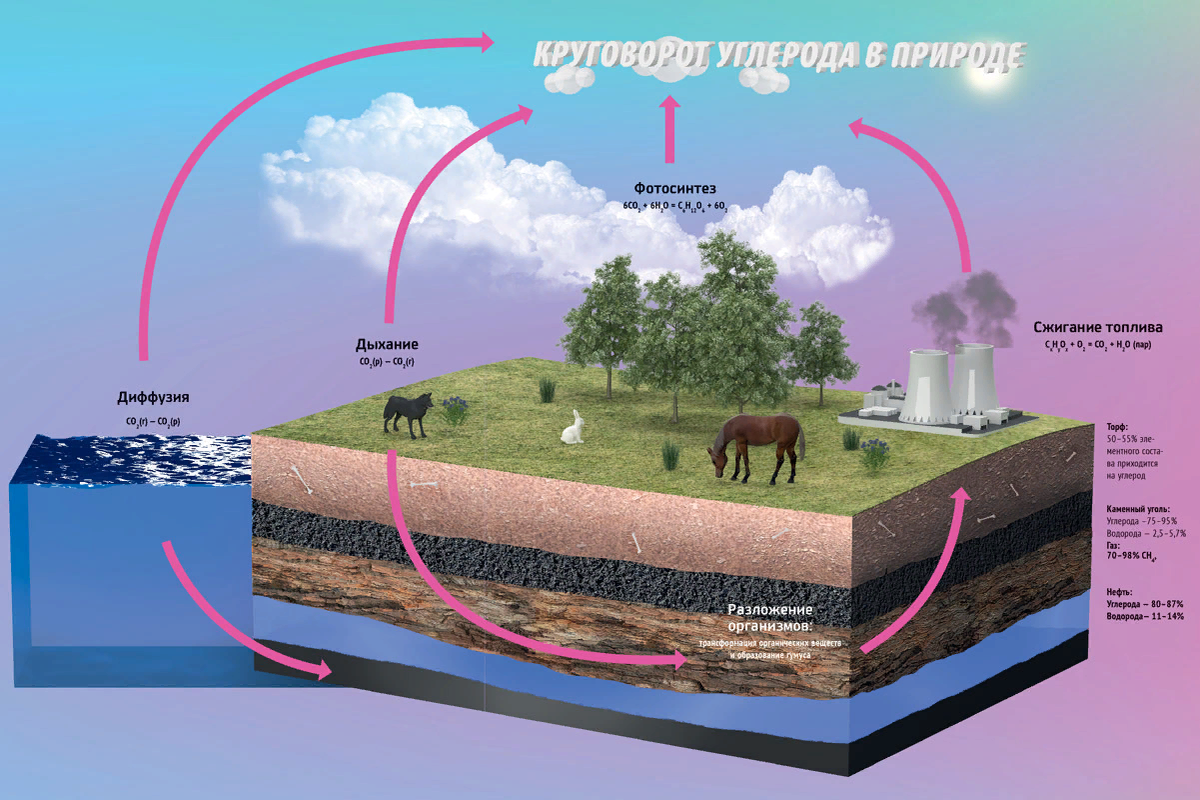 Какие организмы поглощают углекислый газ из атмосферы составьте логическую схему