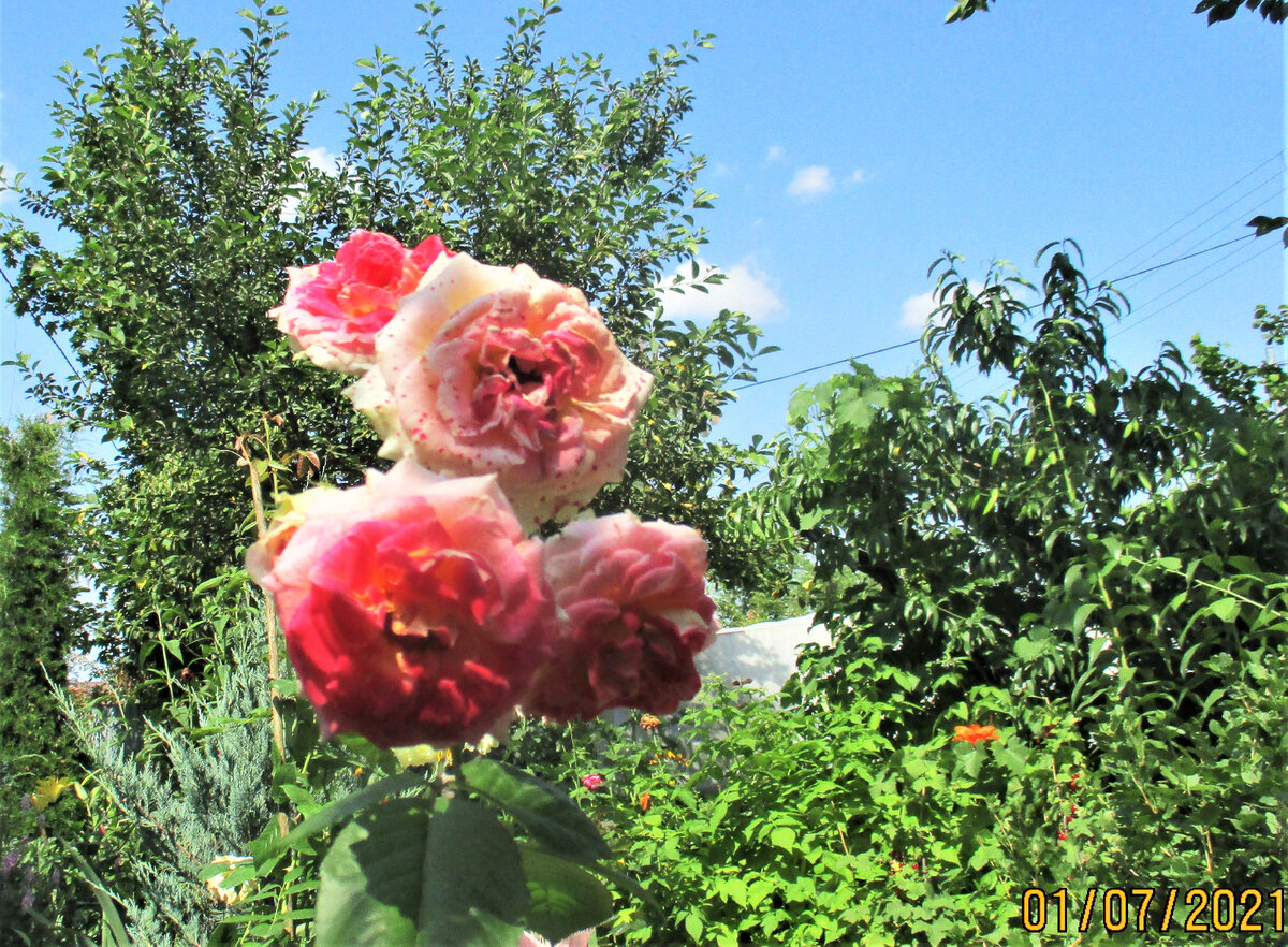 Роза "Цезарь"