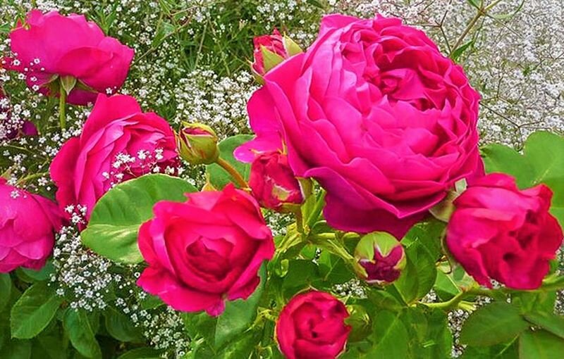  Розы и гипсофила. Фото с сайта: https://clck.ru/W34DZ.
