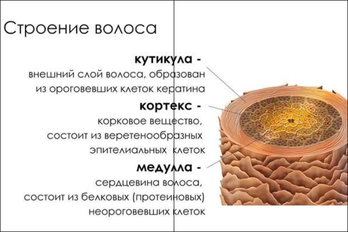 Волосы и их структура. Волос Медула Кортекс кутикула. Кортекс кутикула Медула строение. Кутикула Кортекс мкдула строение. Строение волоса кутикула Кортекс.