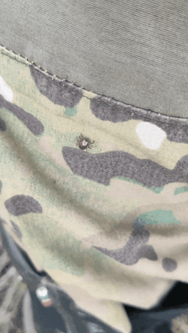 Путь клеща занял 30 секунд.