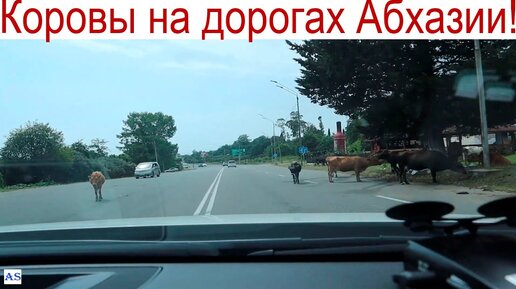 Коровы на дорогах Абхазии, заставляют нарушать водителей ПДД!