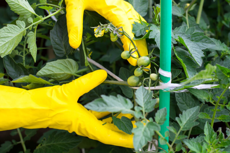 Томаты. Иллюстрация для статьи используется по стандартной лицензии ©dachnyedela.ru